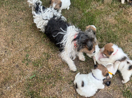 Beautiful long haired jack Russell puppy&rsquo;s