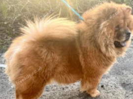 Chow chow