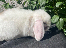 Mini lop