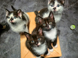 2 female kittens