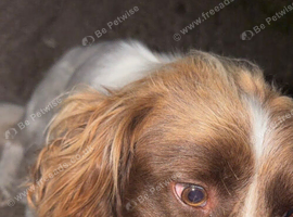 Lovley male springer for sale