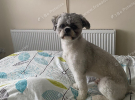 2 Years Old Male Shih Tzu