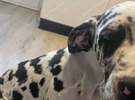 Male harlequin great dane