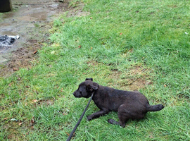 Patterdale terrier dog  pup for sale