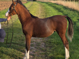 Top class welsh b filly foal