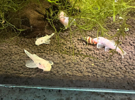 15 snow White pleco fish