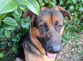 Gorgeous German Shepherd boy