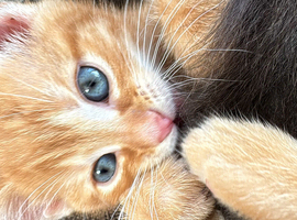 Stunning kittens