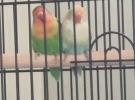 Lovebirds