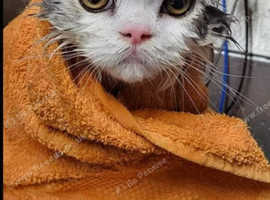 The Pampered Panther Feline Grooming Studio