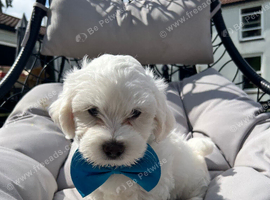 Last Adorable bichon.