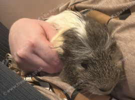 2 male guinea pigs
