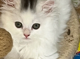 Turkish Angora x Persian