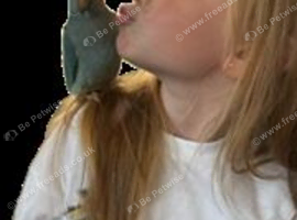 Male Blue Ringneck