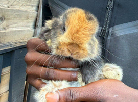 Rabbits