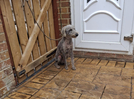 Bedlington whippet dog
