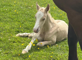 Stunning filly