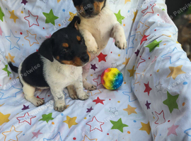 Jack Russells