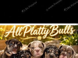 3 beautiful English bulldog puppies