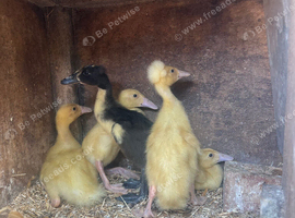 5 Indian runner duckling for sale