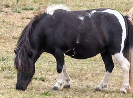 Beautiful mini shetland mare