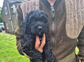 Cockapoo puppies