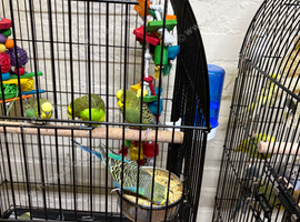 Baby budgies