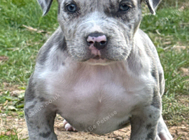 Pocket Bullyz female puppy ready to go now!!!