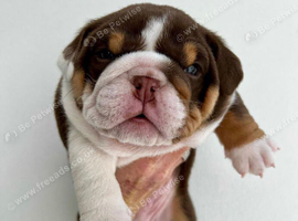 English bulldog puppies
