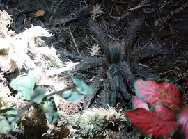 Juvenile t Blondi