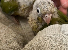 Hand Reared Silly Tame Pineapple Conures
