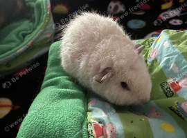 Two female guinea pigs
