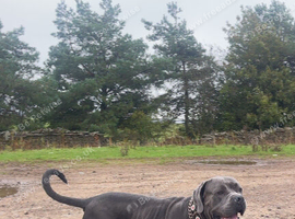 Cane corso