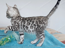 Ready Silver Black Rosette Bengal Boy