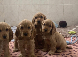 Cocker spaniels for sale
