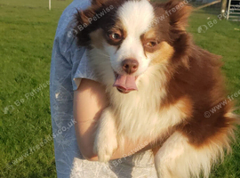 Small/Medium Females to rehome