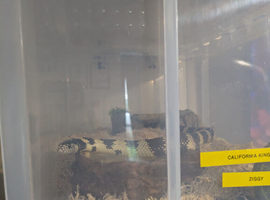 2 x King snakes for sale