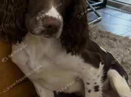 2 year old male springer spaniel