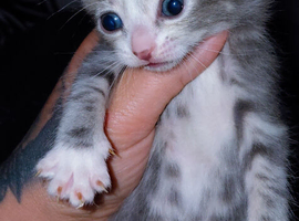mixed babies for sale