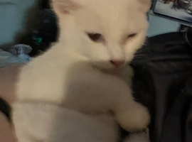 nearly 6 months old female kitten