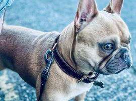 3 years old pedigree lilac and fawn Frenchie for stud