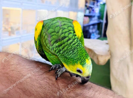 Blue Fronted amazon hand reared,24