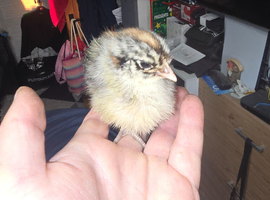 Campine chicks gold & silver 1 week old