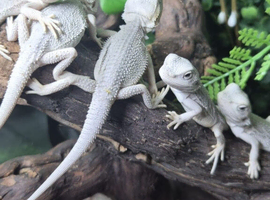 Hypo Zero Bearded Dragons at Birmingham Reptiles