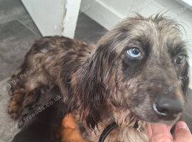 Daschund puppies