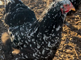 Large fowl mottled Brahma hatching eggs