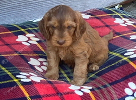 Miniature cockapoo puppies