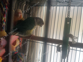 Pair pine apple conurs Semi tame