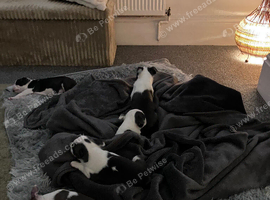 Boston terriers pups