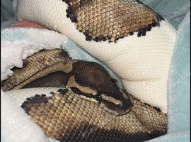 6yo pied python with full sett up